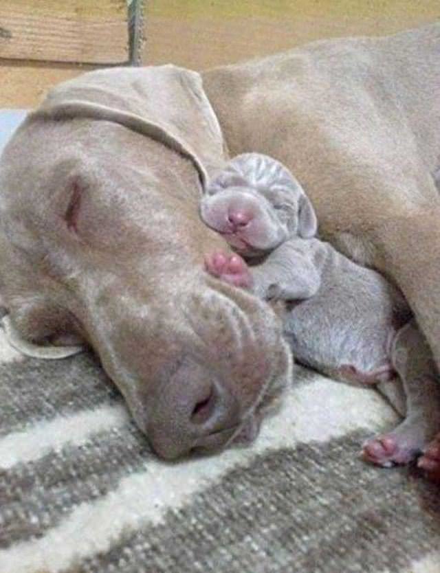 Cachorros y madres