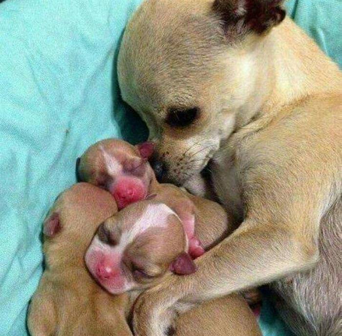 Cachorros y madres