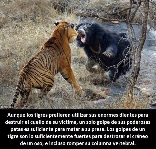 Tigres