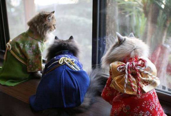 Gatos Kimonos