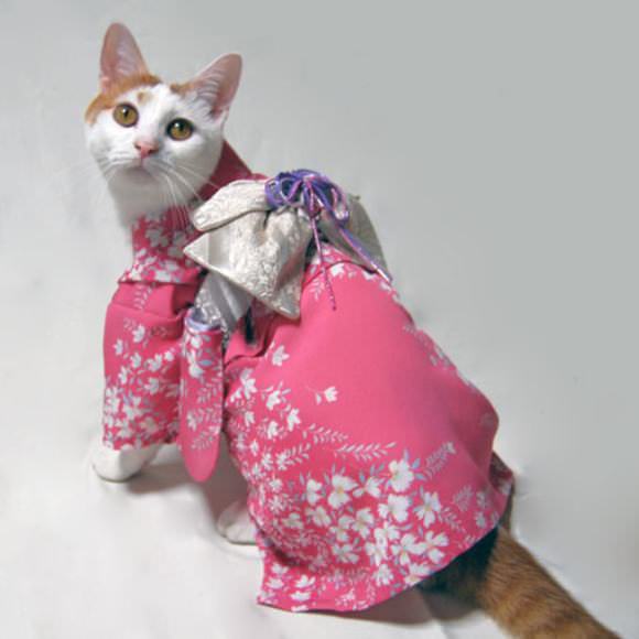 Gatos Kimonos