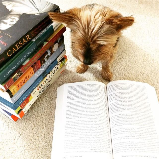 Mascotas y libros