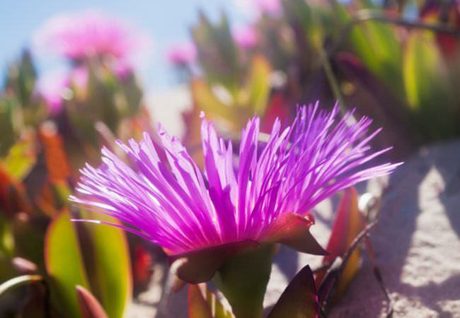 Flora Sudafricana