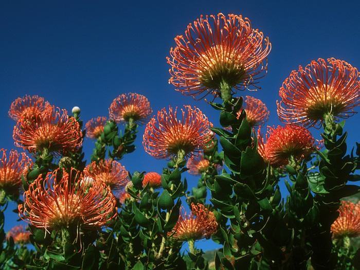 Flora Sudafricana