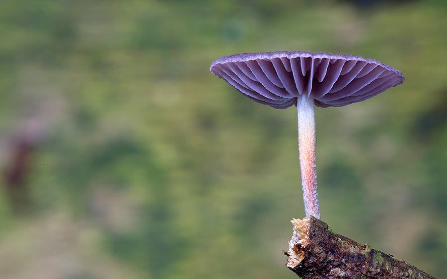 Explorar El Lado Más Asombroso Del Reino Fungi | Diseño y Fotografía