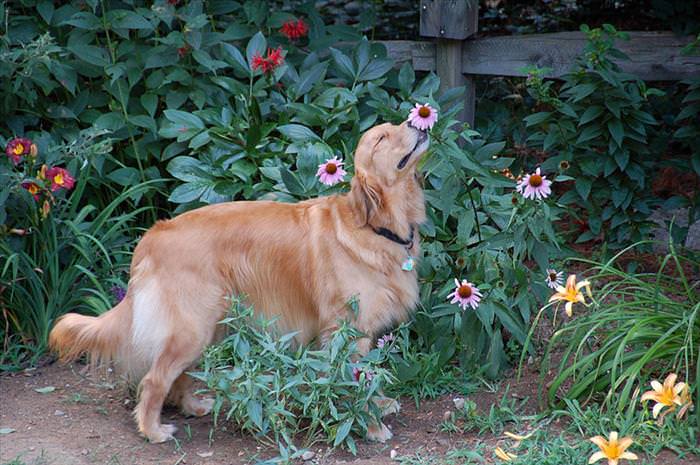 animales disfrutando de las flores