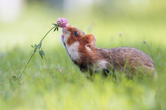animales disfrutando de las flores