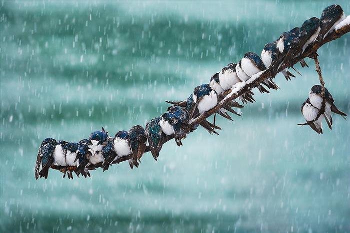 Hermosas Fotografías Del Invierno En El Reino Animal