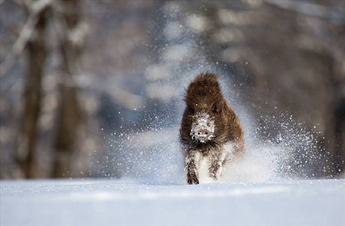 Hermosas Fotografías Del Invierno En El Reino Animal