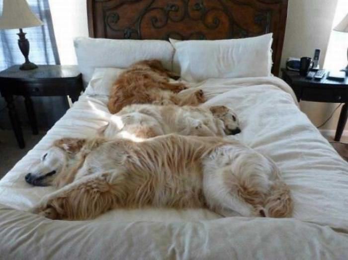 Las Horas De Sueño Son Las Preferidas Por Estos Perros