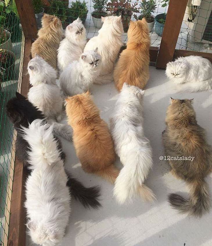 mujer japonesa y sus 12 gatos persas