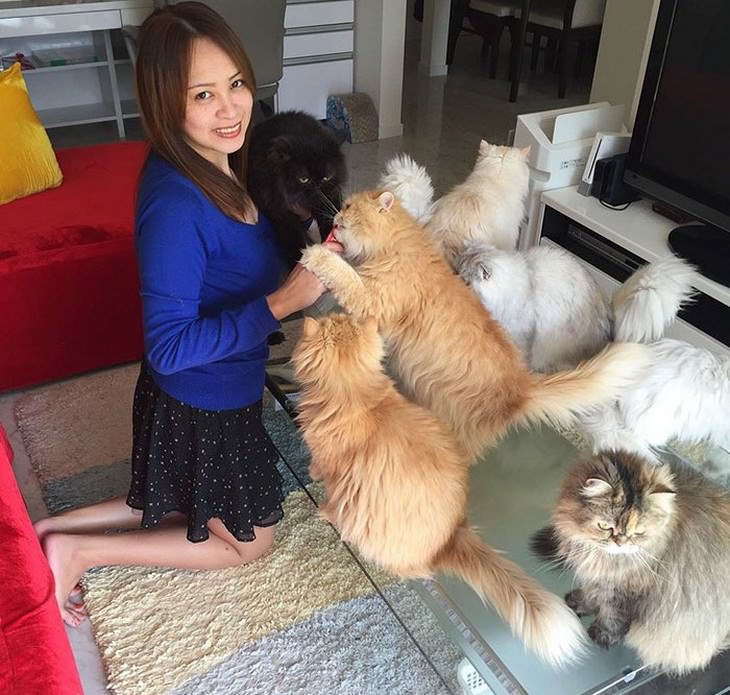 mujer japonesa y sus 12 gatos persas