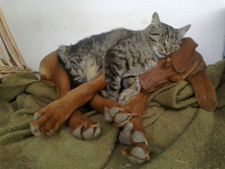 perros durmiendo sobre gatos