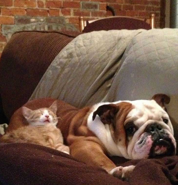 perros durmiendo sobre gatos