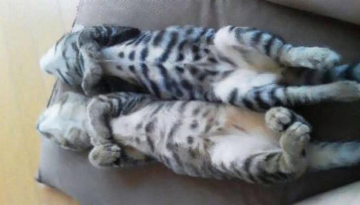 gatos durmiendo en extrañas posiciones