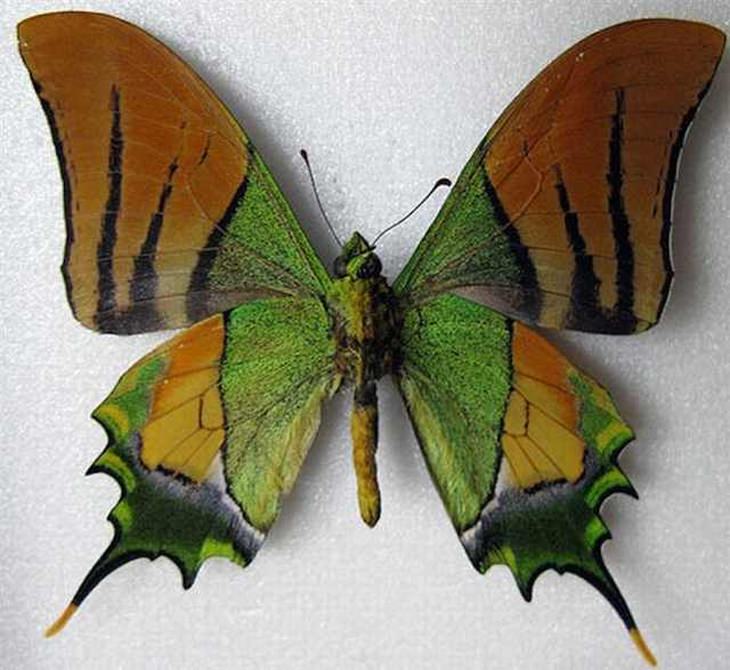 Las 34 Mariposas M s Bellas Del Mundo Naturaleza Las 34 Mariposas M s Bellas Del Mundo Naturaleza