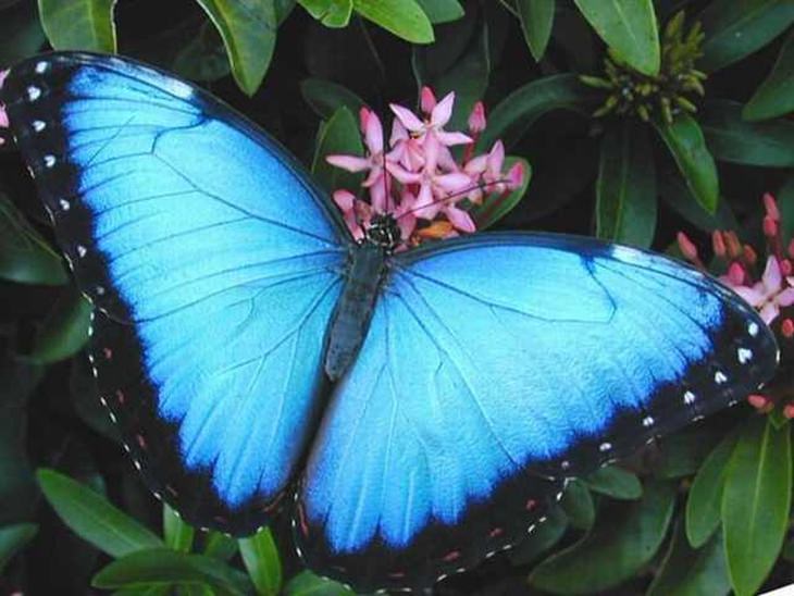 Las 34 Mariposas Más Bellas Del Mundo Naturaleza