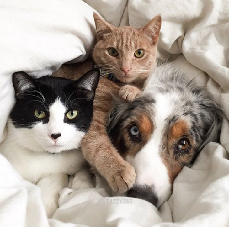 20 lindas fotos de perros y gatos