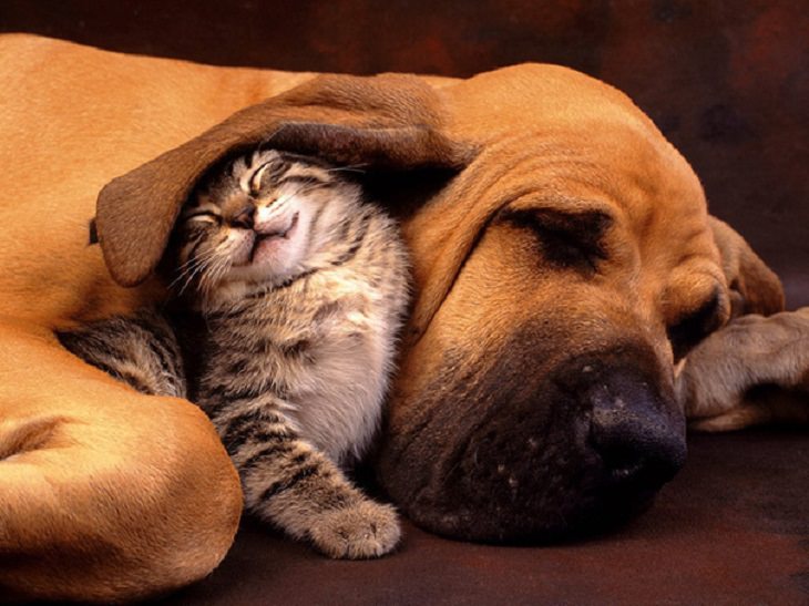 20 lindas fotos de perros y gatos
