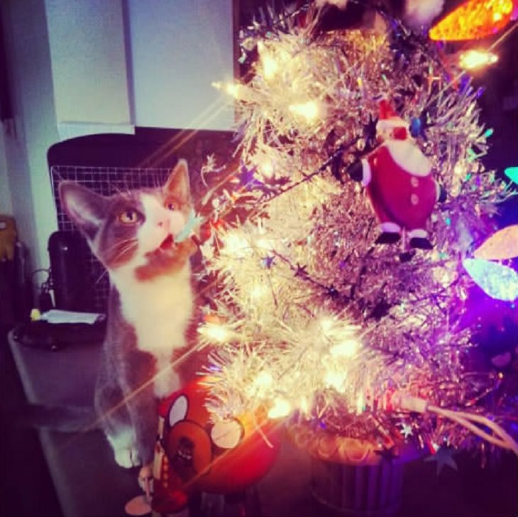 gatos y arboles de navidad