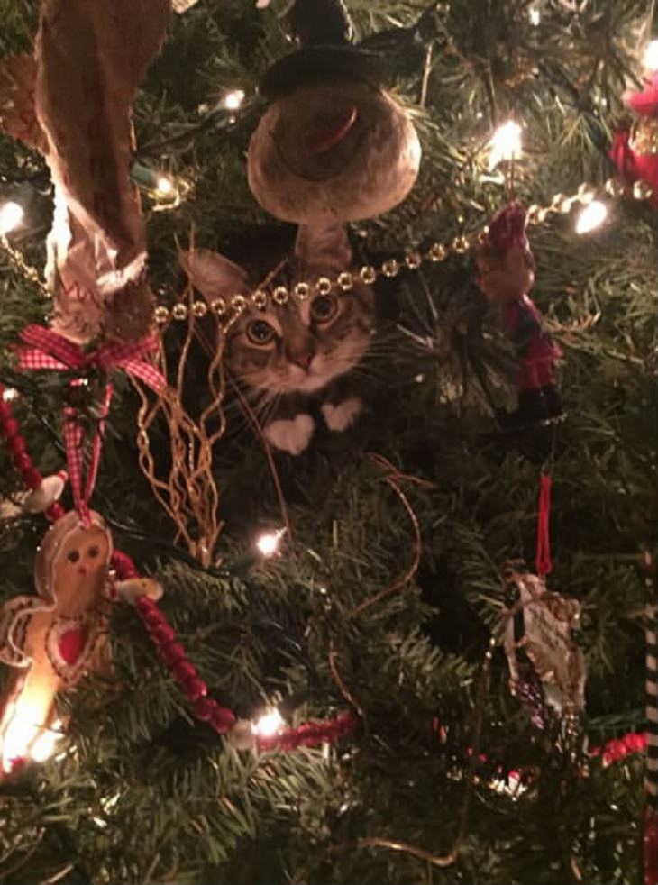 gatos y arboles de navidad