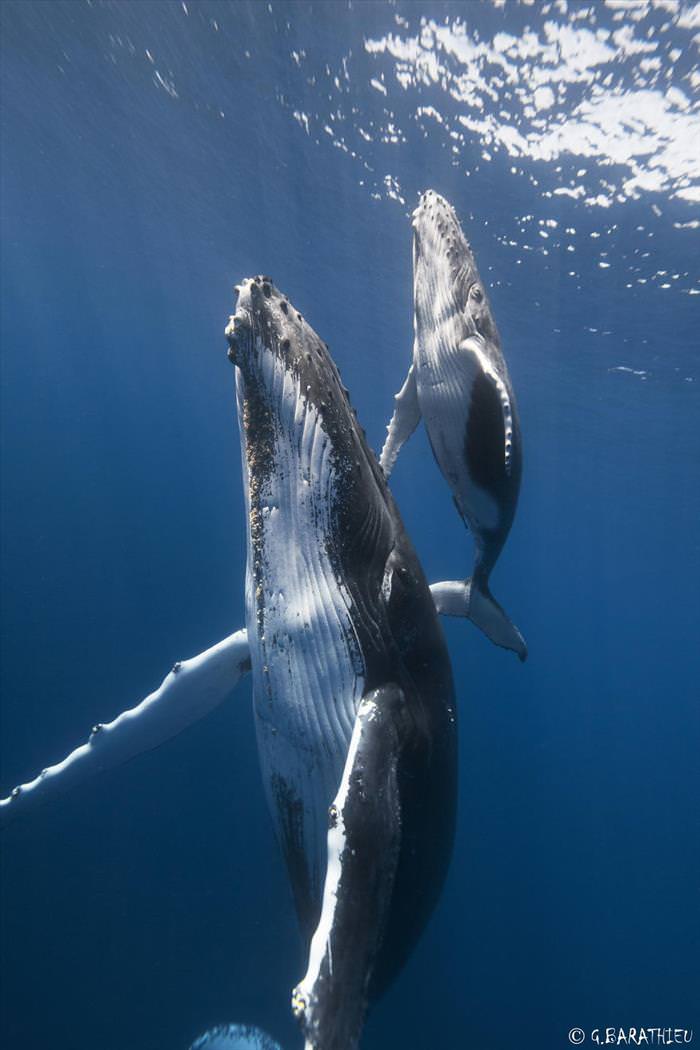 fotos de ballenas