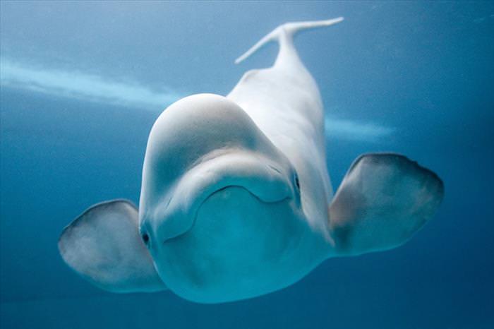 fotos de ballenas