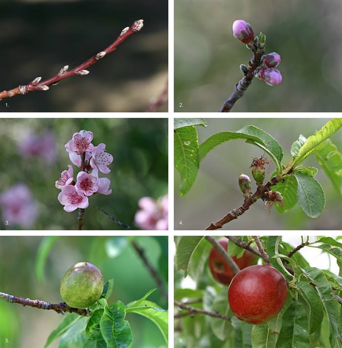 Estas 17 Hermosas Flores Crecieron En árboles Frutales