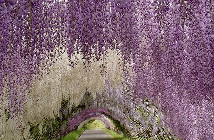 parque  floral Ashikaga Japón