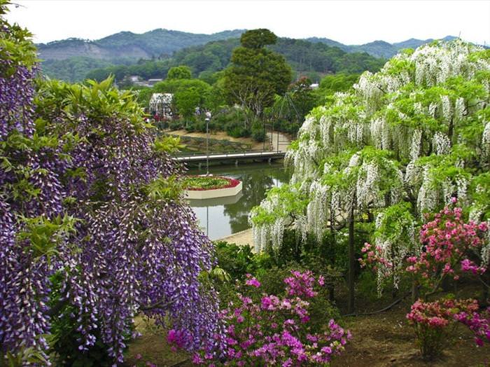 parque  floral Ashikaga Japón