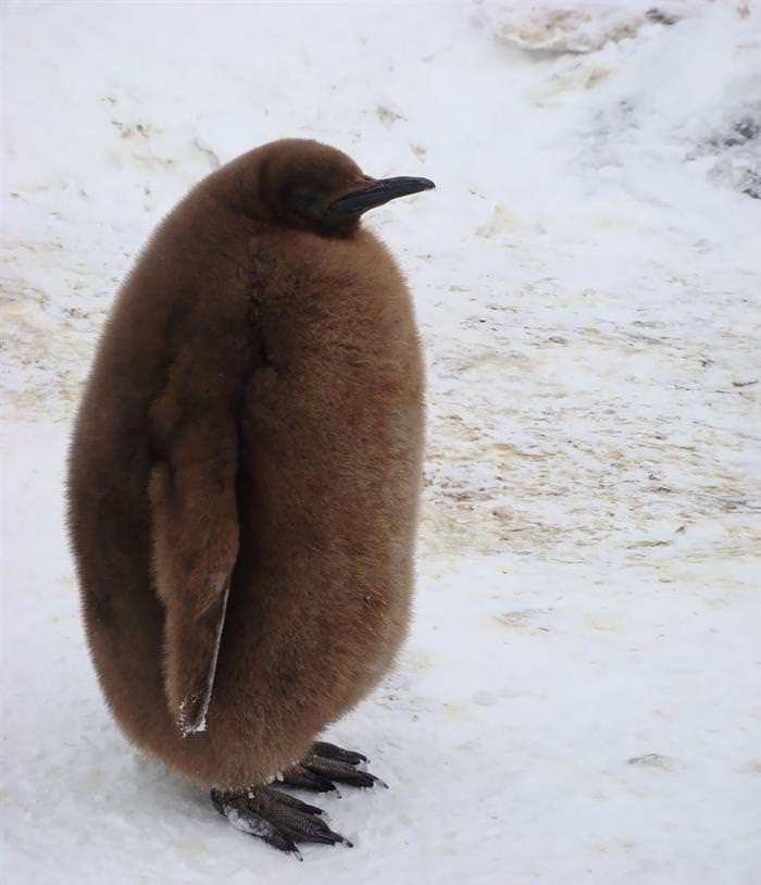 ¿Has Visto Estas Adorables Fotos De Pingüinos ?