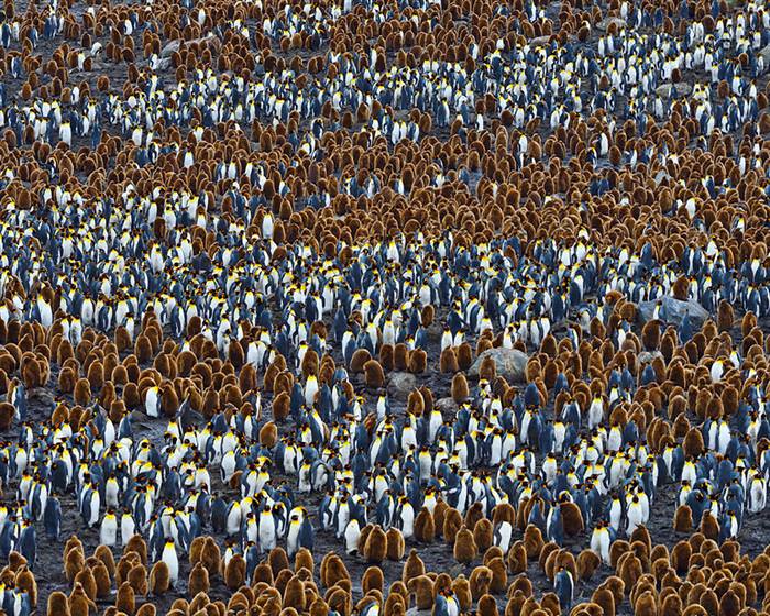 ¿Has Visto Estas Adorables Fotos De Pingüinos ?