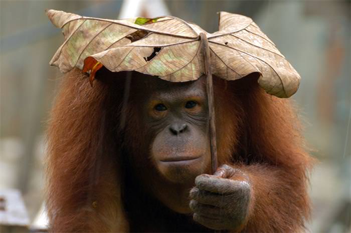 paraguas animales