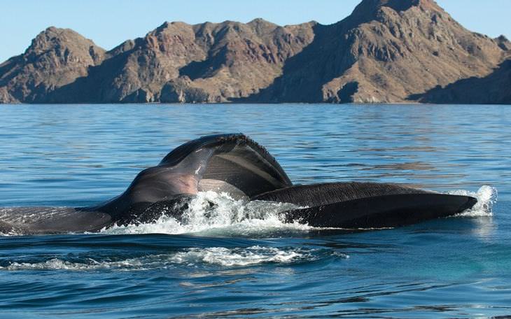 ballenas y delfines imágenes