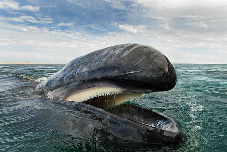 ballenas y delfines imágenes