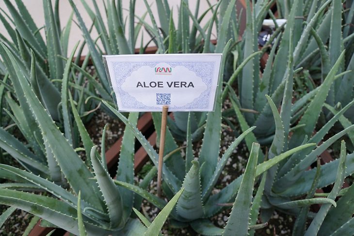 ¿Por qué el Aloe Vera es tan nutritivo?
