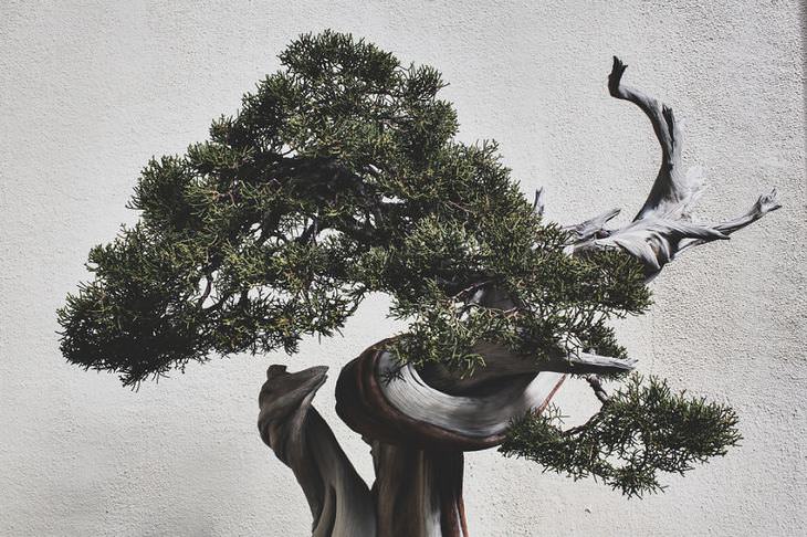 fotografo belleza bonsai