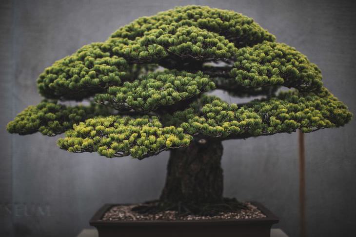 fotografo belleza bonsai