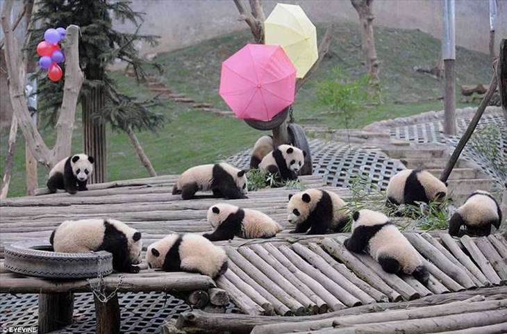 reserva osos panda Sichuan