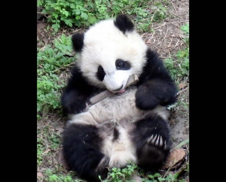 reserva osos panda Sichuan