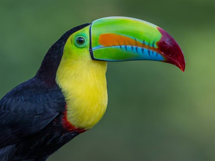 hermosos pájaros de colores