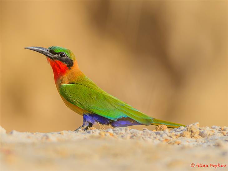 hermosos pájaros de colores