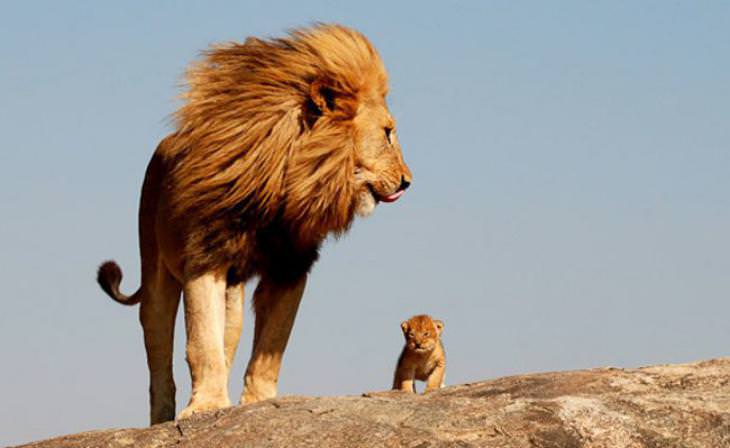 amor padres e hijos reino animal