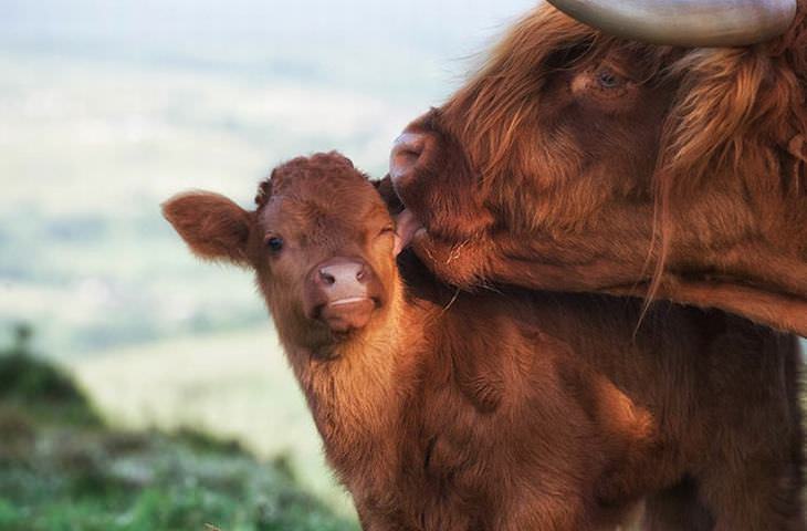 vacas adorables