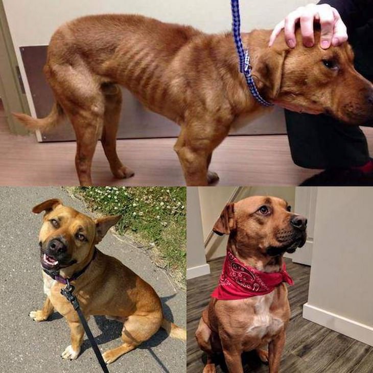fotos animales antes y después adopción