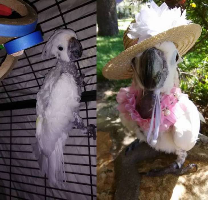 fotos animales antes y después adopción