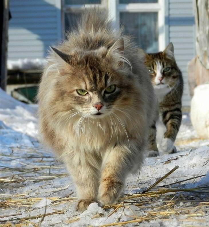 gatos siberianos