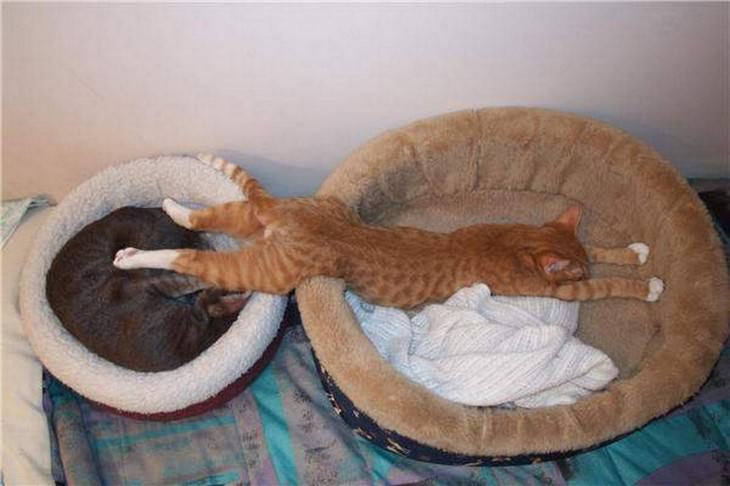 posiciones gatos para dormir