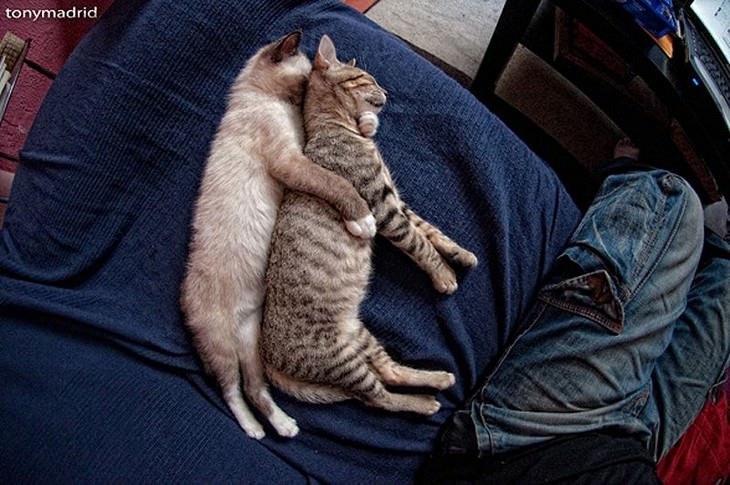 posiciones gatos para dormir