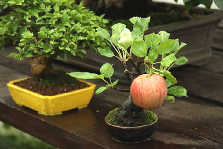 guía para plantar bonsai